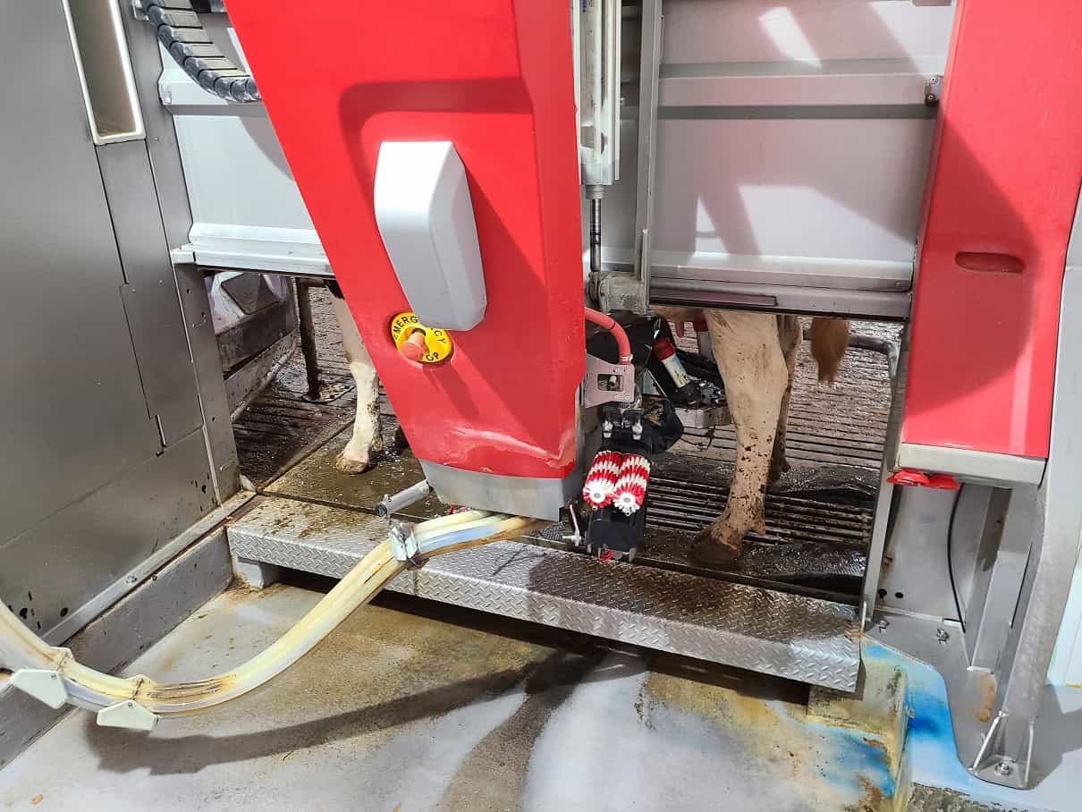 Milking system attached to a cow.